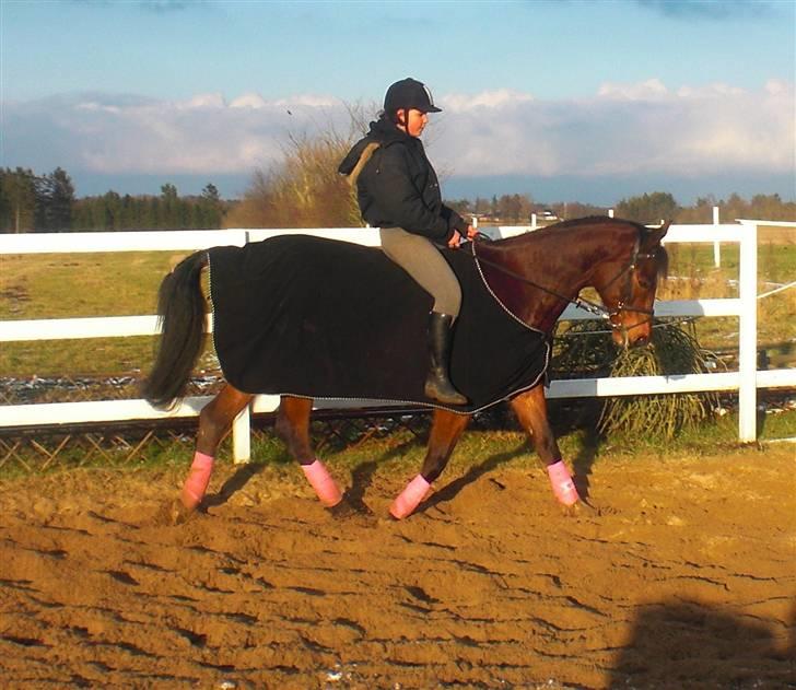 Dansk Varmblod Robocop - Dressur uden sadle :) gooood dag! billede 13