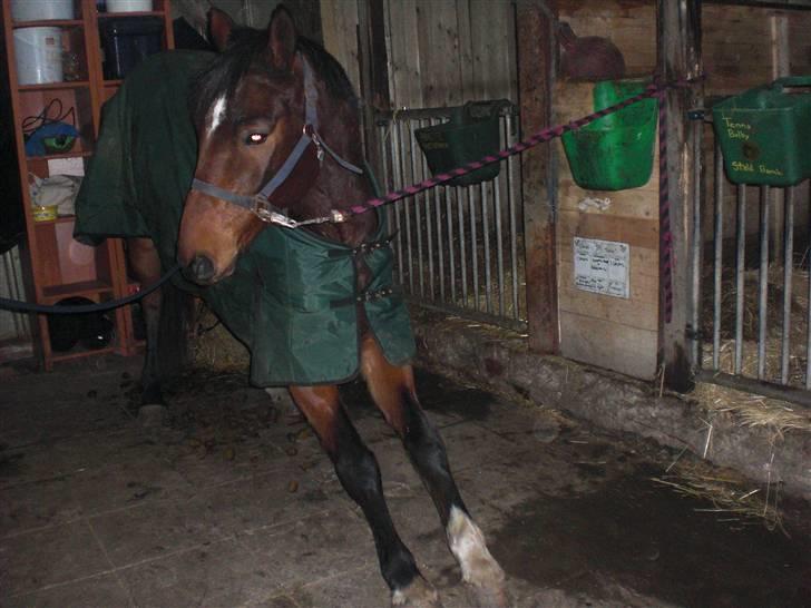 Dansk Varmblod Robocop - AAAAAARH! . så strækker man sih lige, billede 14