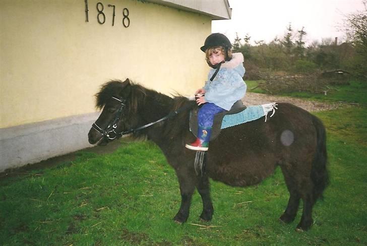 Shetlænder Pippi - har lige fået pippi, jeg er ca 2 1/2 år;) billede 6