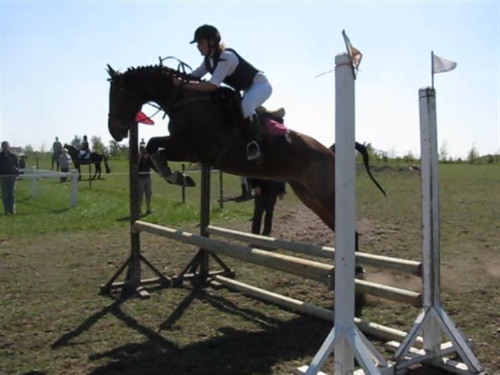 Dansk Varmblod Robocop - skønheden på et opvarmnings spring :D - foto: karen Denemark xD  billede 16