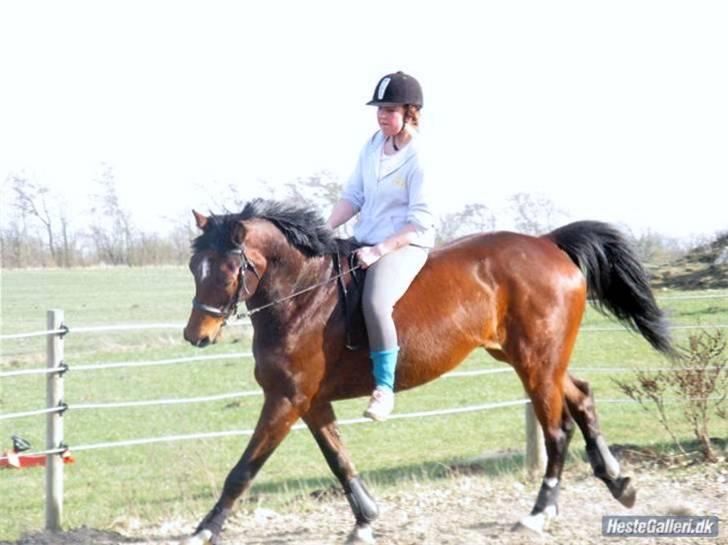 Dansk Varmblod Robocop - ham den smukke +dressur :D billede 17