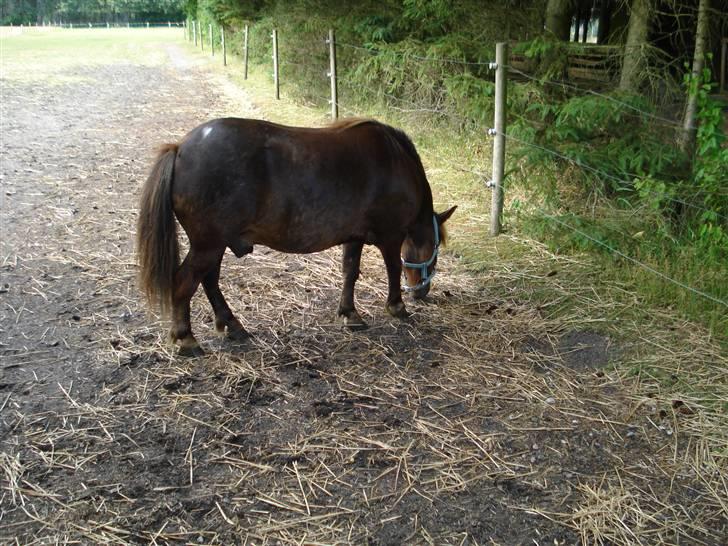 Shetlænder Sofus billede 9