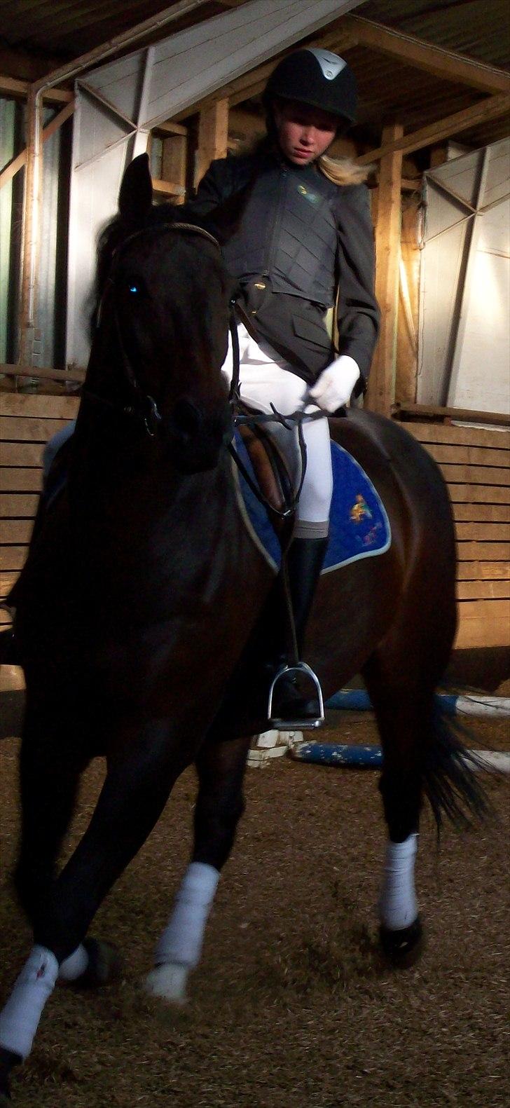 Anden særlig race Laurits (Kegle)   - Dressur hesten til hans aller første spring stævne, og han elsker det :) !  billede 18