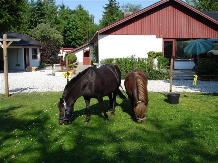 Shetlænder Sofus billede 11