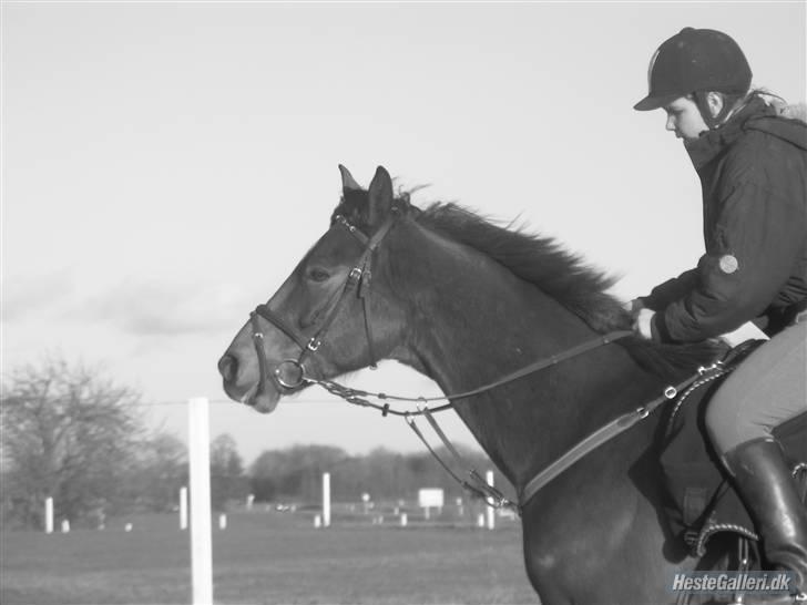 Dansk Varmblod Robocop - ude på marekn ind spring. hehe - foto: karen baby! :D:D billede 19