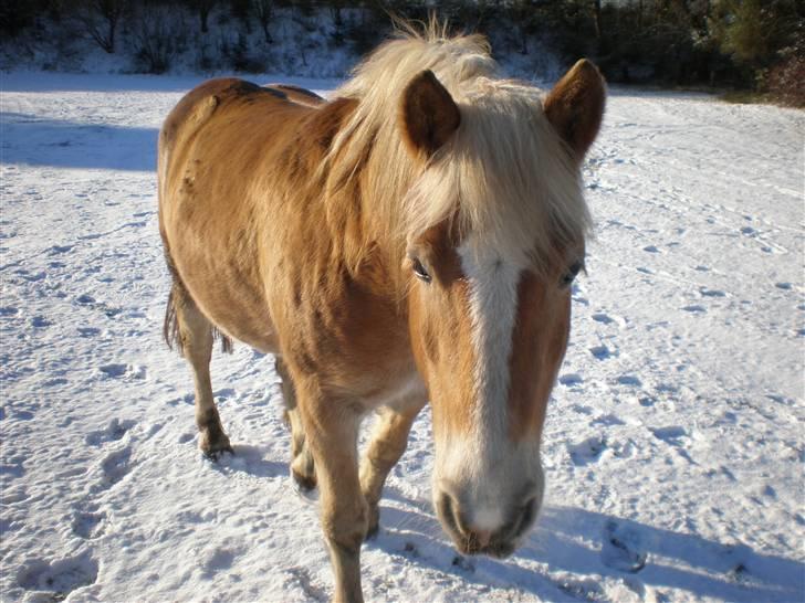 Haflinger Dex Dexter  - Dejlige Dexter i sneen ;) billede 12