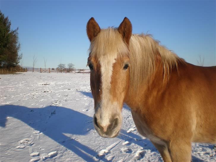 Haflinger Dex Dexter  - Dejlige Dexter i sneen ;) billede 13