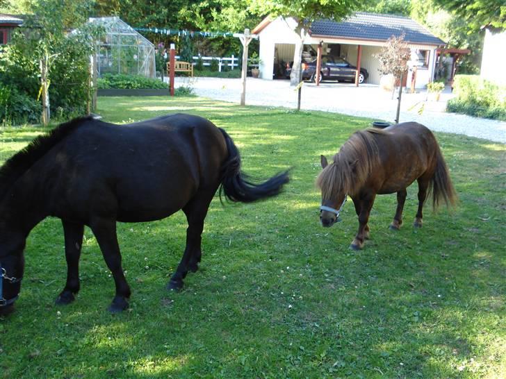 Shetlænder Sofus billede 13