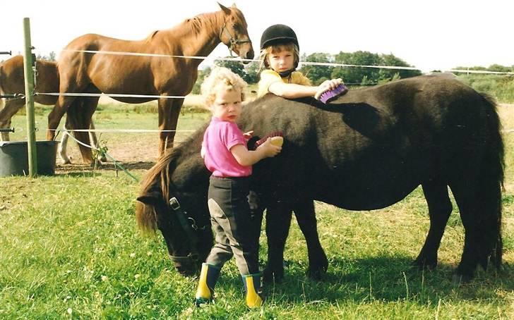 Shetlænder Pippi - min lillesøster får lov til at hjælpe mig, men kun lige lov:) billede 8