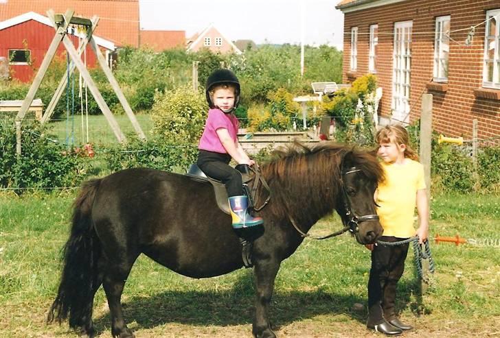 Shetlænder Pippi - min lille søster får lov til en lille tur på pippi, jeg holder pippi:) jeg er ca 6 år:D og min søster 3 år billede 9