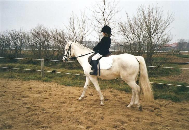 Connemara Sultan<3 aflivet:(   - mig og sulles første stævne:) det blev en 2 plads billede 8