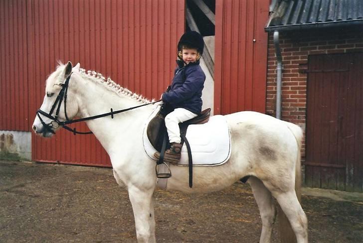 Connemara Sultan<3 aflivet:(   - lille søs ville også prøve sulle <3 han er ikke beskidt men han har været skimlet:) så lidt skimmel er der tilbage<3 billede 9