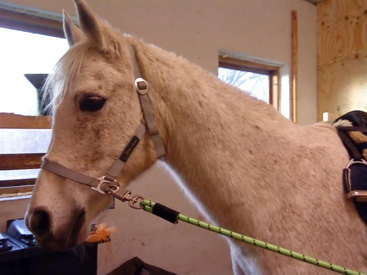 Sportsaraber (A) » Etern (: x Part - 15) Foto: Sk-photo (mig) billede 15