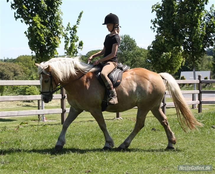 Haflinger Dex Dexter  - Dex er bare god til det der med at gå flot med hovedet! Sofie rider, jeg tager billeder med hendes kamera xP billede 16