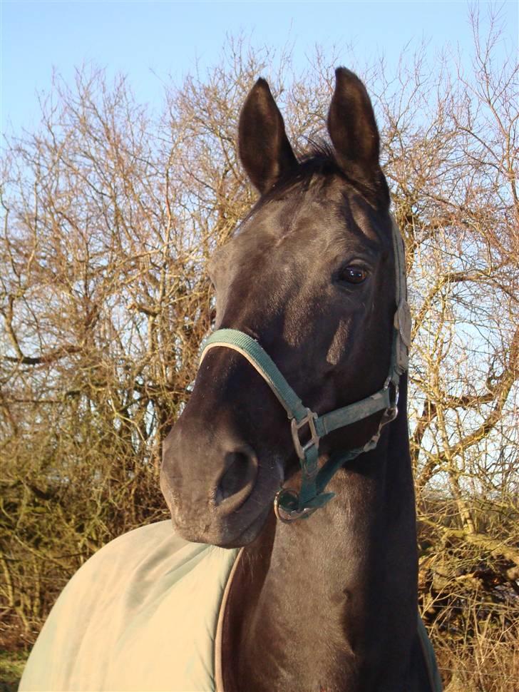 Dansk Varmblod Zippo  billede 6