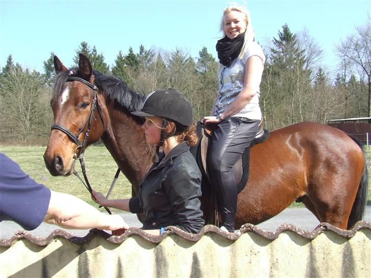 Dansk Varmblod Robocop - søster sidder på dyret :D foto: simone W! billede 20