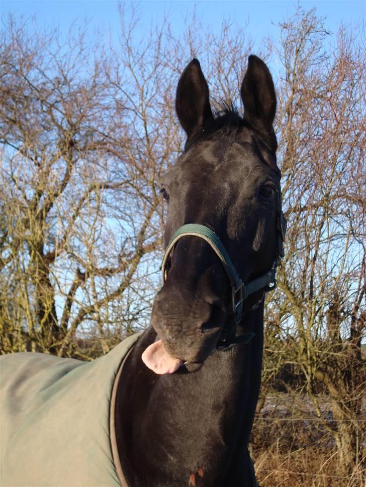 Dansk Varmblod Zippo  billede 7