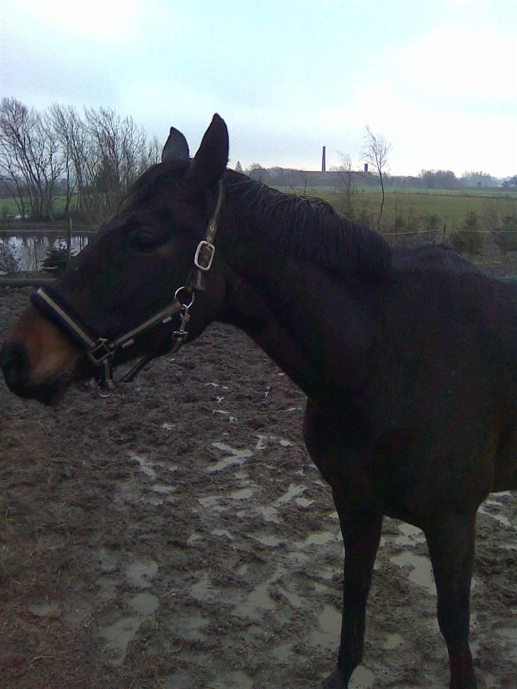 Anglo Araber (AA) Elicia <3 - solgt ! ;( billede 9
