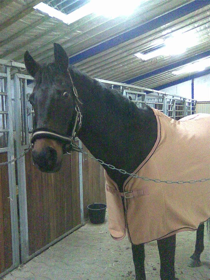 Anglo Araber (AA) Elicia <3 - solgt ! ;( billede 11