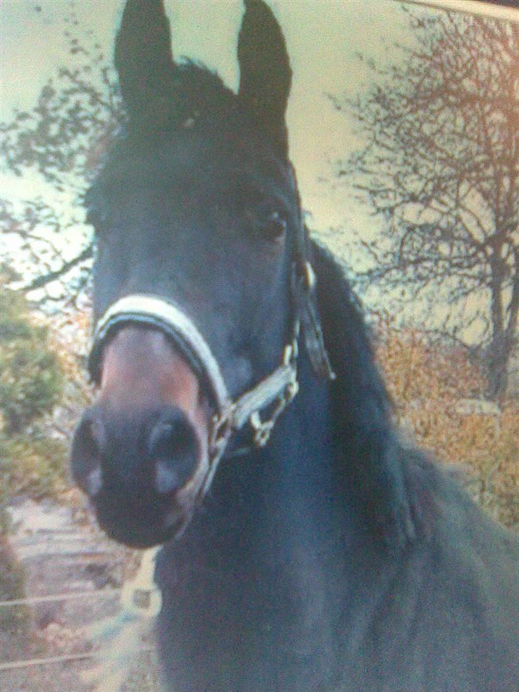 Anglo Araber (AA) Elicia <3 - solgt ! ;( billede 12