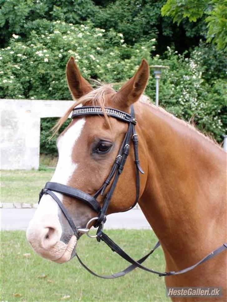 Arabisk fuldblod (OX) lavina - Solgt  - Du er sirriøst smuk pony<3 billede 4