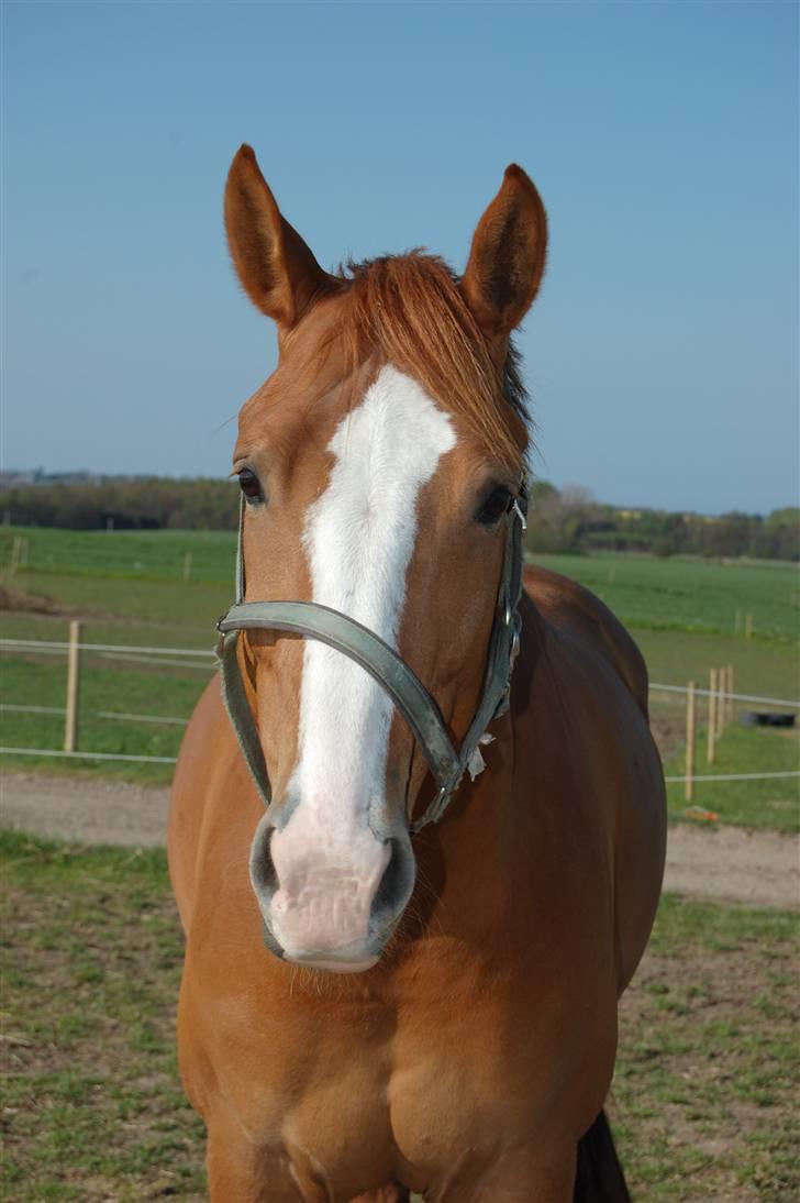 Hollandsk Varmblod Tina HL billede 24