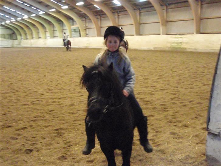 Shetlænder Hugo  Solgt - cecilie og hugo har lige redet<3 billede 4
