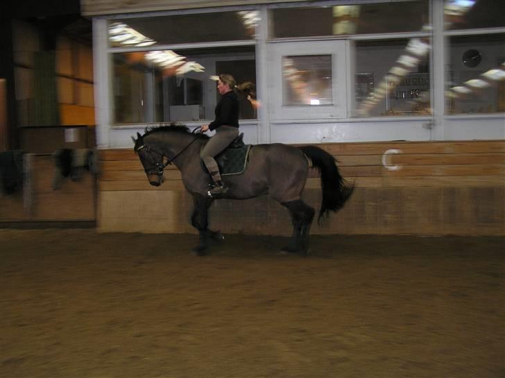 Dansk Varmblod Stjer´cerre AH - Er vi ikke dygtige billede 11