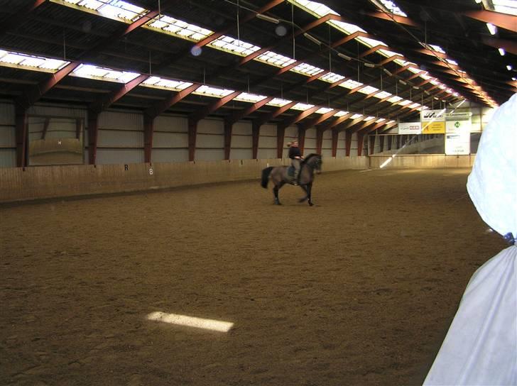 Dansk Varmblod Stjer´cerre AH - Det er hårdt billede 12