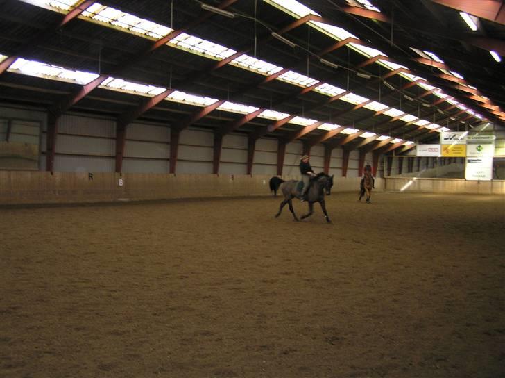 Dansk Varmblod Stjer´cerre AH - Vi øver dressur billede 13