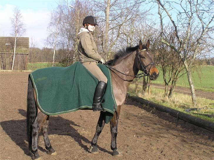 Dansk Varmblod Stjer´cerre AH - Josefine og Stjer`cerre billede 14