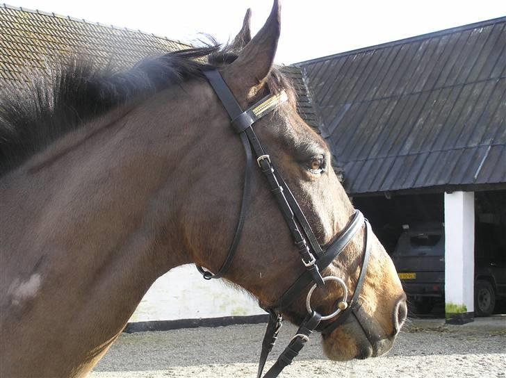 Dansk Varmblod Stjer´cerre AH - Stjer`cerre i det flotte vejr billede 15