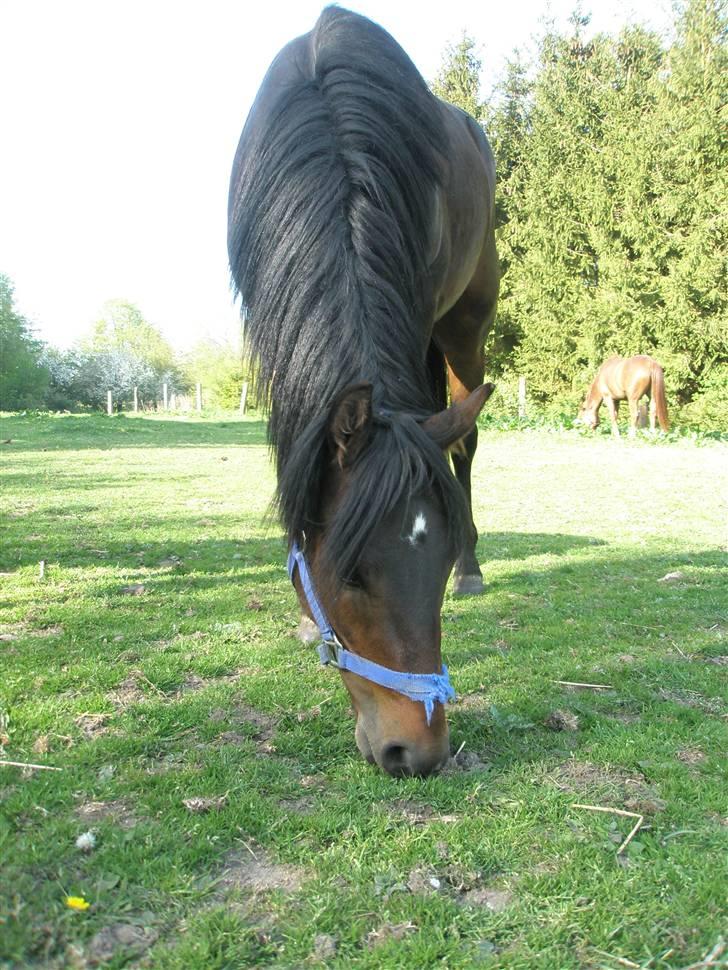 New Forest Mankehøjs Safir - Nej hvor er jeg en lille babyhest ! SLET ikke så flot som nu ! xD billede 8