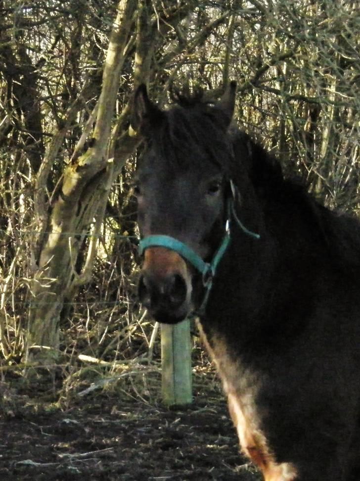 New Forest Mankehøjs Safir - Tænke, tænke, hvad skal jeg nu finde på ? Muhaha billede 9