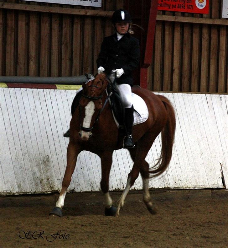 Hollandsk Sportspony Fireball B-Pony - Andet stævne på ham før han kom i ridning  Fotograf: Sarah R billede 10