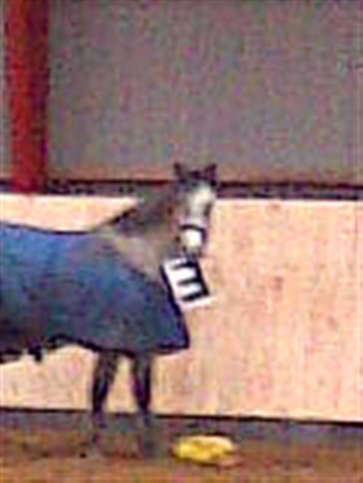 New Forest Rødtjørns Geronimo - Geo har en tendens til og spise alle bogstaverne ;) Skøre hyp :D billede 15