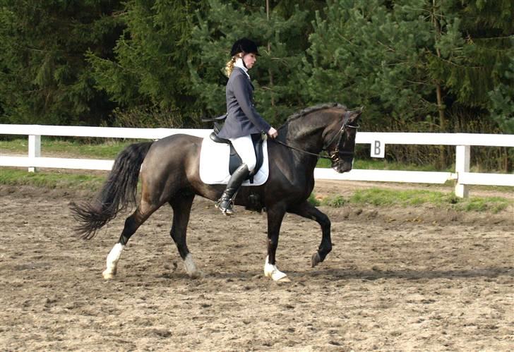 Irsk Sportspony Nicki  billede 4