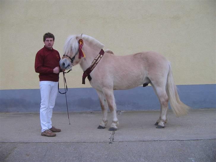 Fjordhest katrinedals Janus solgt - Billede fra dem der har købt ham billede 9