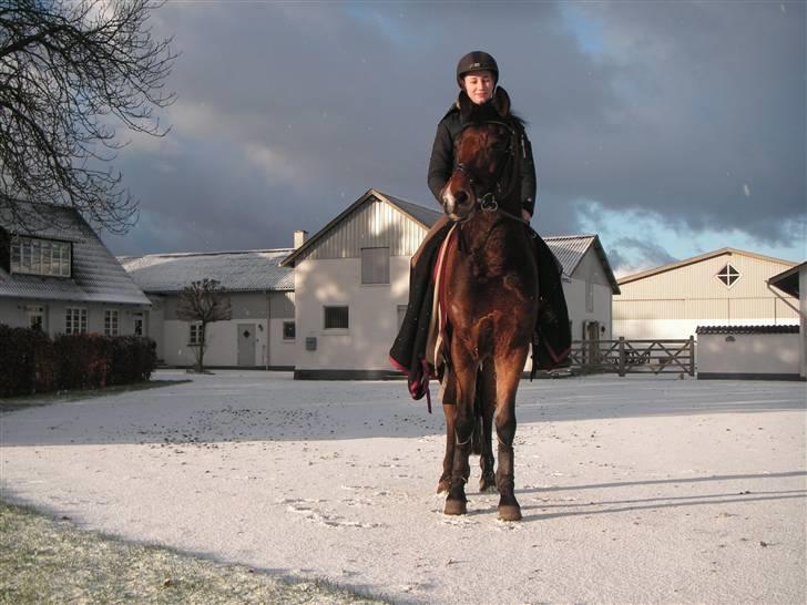 New Forest Kantje's Thierry A-pony - Et styks glad og tilfreds vinterpony.. ;) billede 17