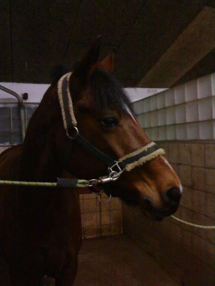 Anden særlig race Vanessa <3   - Når du er glad, er jeg glad i:<3 billede 10