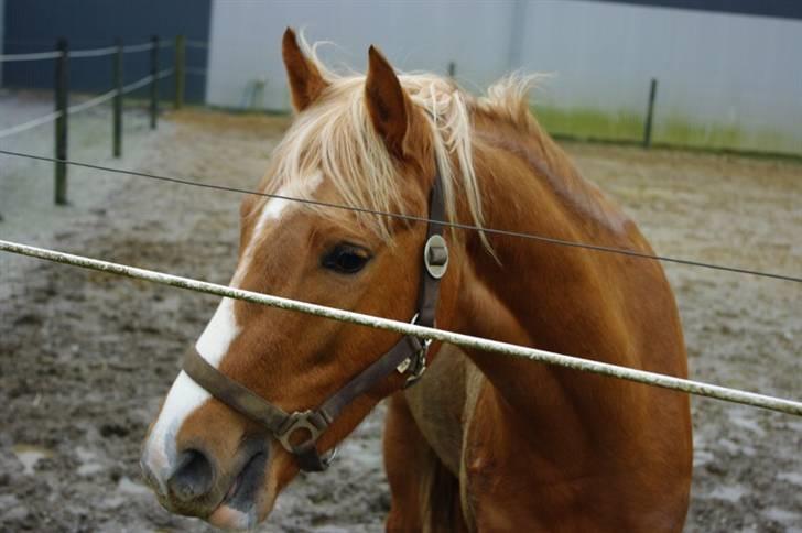 Palomino Lykkesholm's Smeagel billede 13