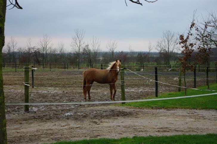 Palomino Lykkesholm's Smeagel billede 14