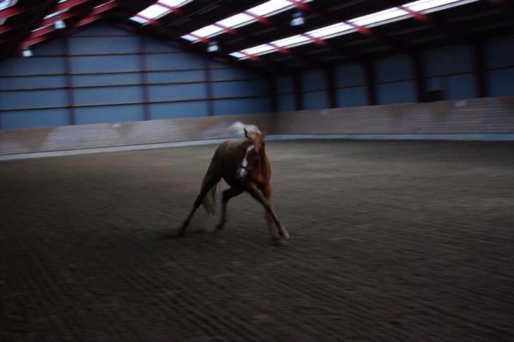 Palomino Lykkesholm's Smeagel billede 15