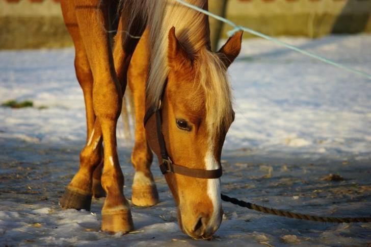 Palomino Lykkesholm's Smeagel billede 16