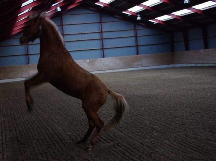 Palomino Lykkesholm's Smeagel billede 17