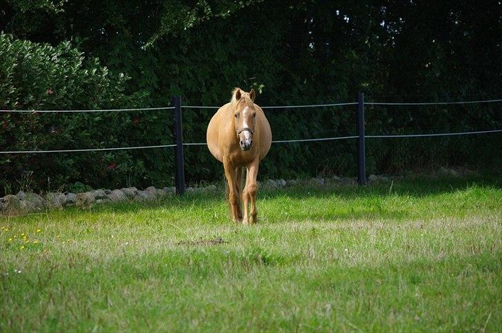 Palomino Lykkesholm's Smeagel - Så tyk bliver man efter et par måneder på sommergræs. :o) billede 18