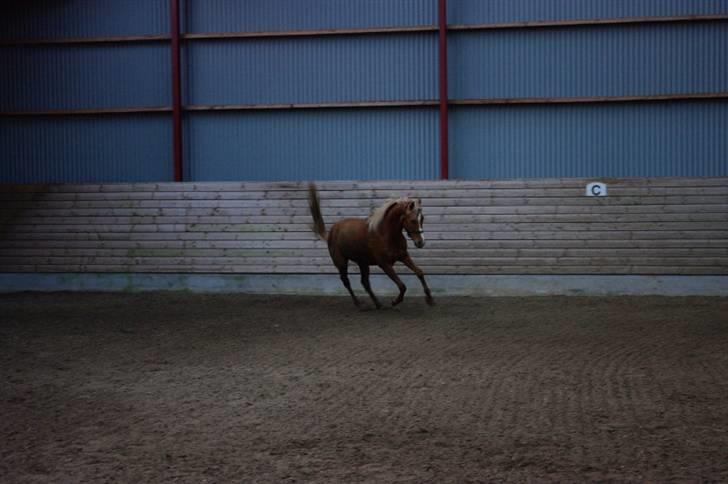 Palomino Lykkesholm's Smeagel billede 19