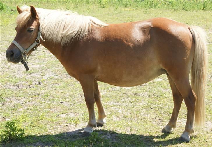 Anden særlig race Pippi - det siste nye billdet af pippi  billede 1