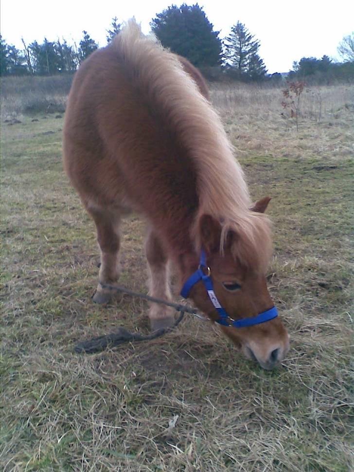 Anden særlig race Pippi - her dufter der godt  billede 8