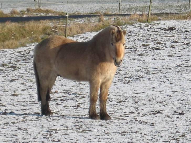 Fjordhest Tjalfe (på de evige græsmarker) - et lille vinter billede fra det nye sted  billede 11